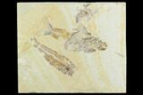 Bargain, Fossil Fish Plate (Knightia & Mioplosus) #119981-1